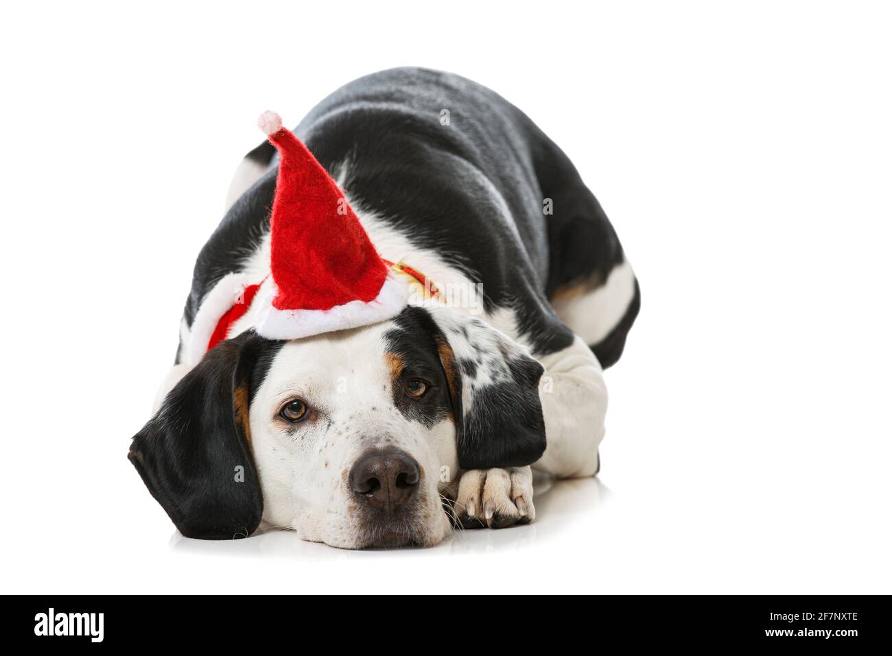 Big mixed breed dog lying on white background Stock Photo - Alamy