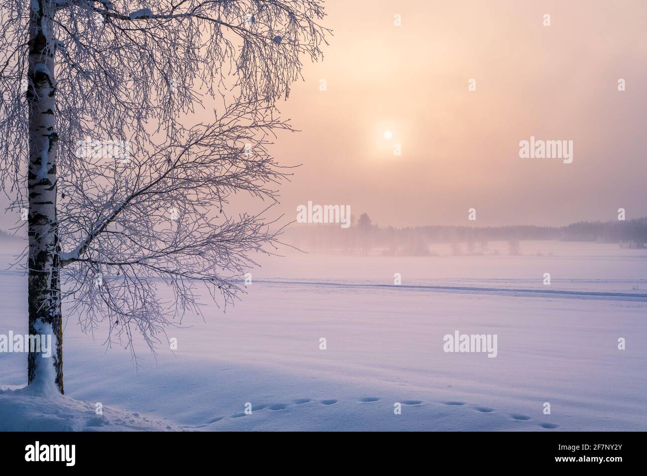 Scenic winter landscape with lonely scow covered tree and sunrise at morning time in Finland. Stock Photo
