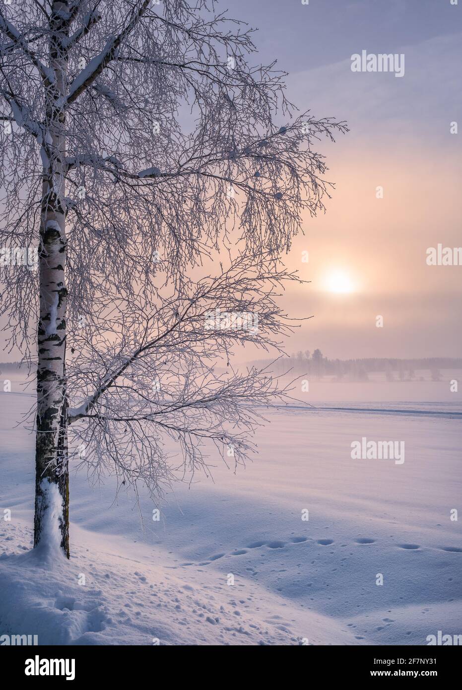 Scenic winter landscape with lonely scow covered tree and sunrise at morning time in Finland. Stock Photo