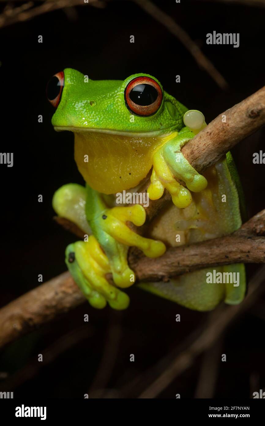 Close-up of a red-eyed tree frog (Litoria chloris) holding onto a branch. Minyon Falls, NSW, Australia Stock Photo