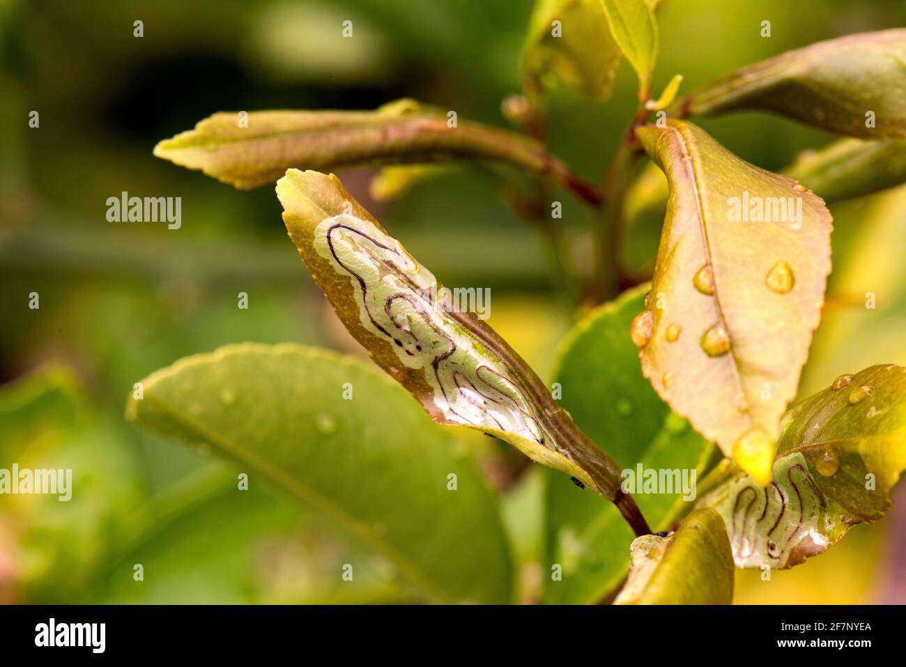 Pest and disease on a lemon tree Stock Photo