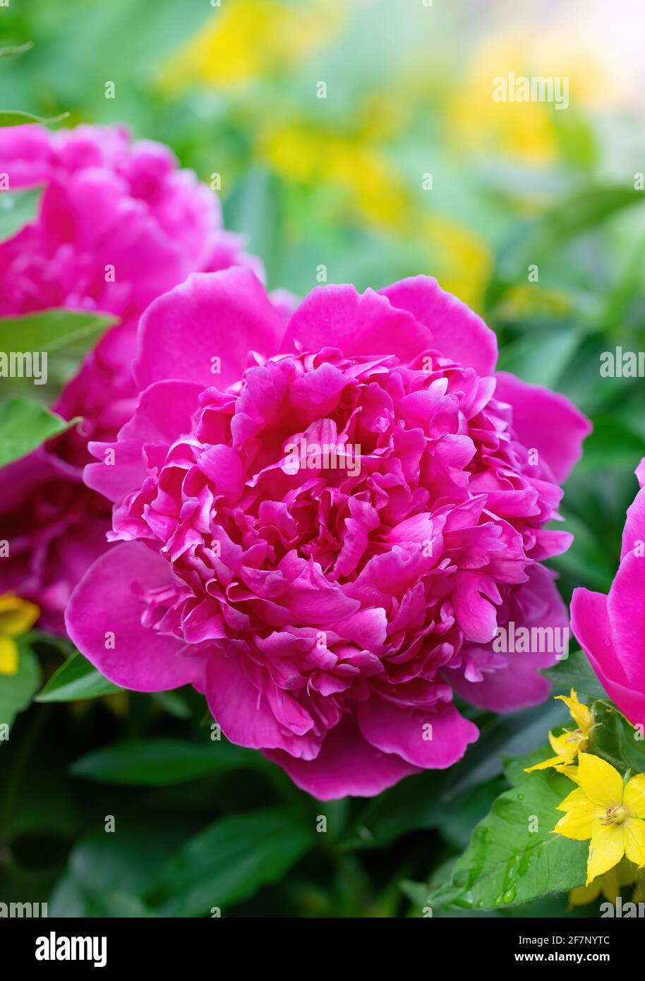 Pink peony flower against the rays of the setting sun on a summer day ...