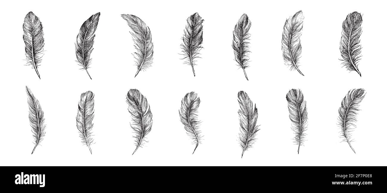 Vector Black and White Feather Pattern Stock Photo - Alamy