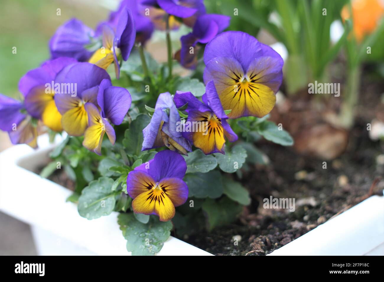 Blue-yellow pansies in the flower box on the window sill Stock Photo