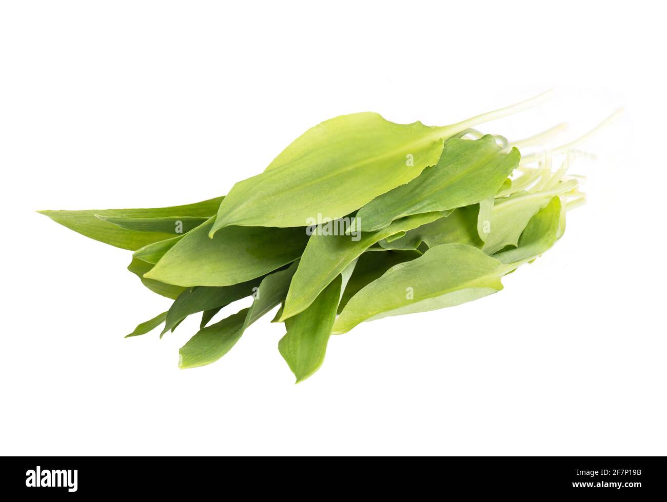 Fresh wild garlic leaves isolated on a white background Stock Photo - Alamy