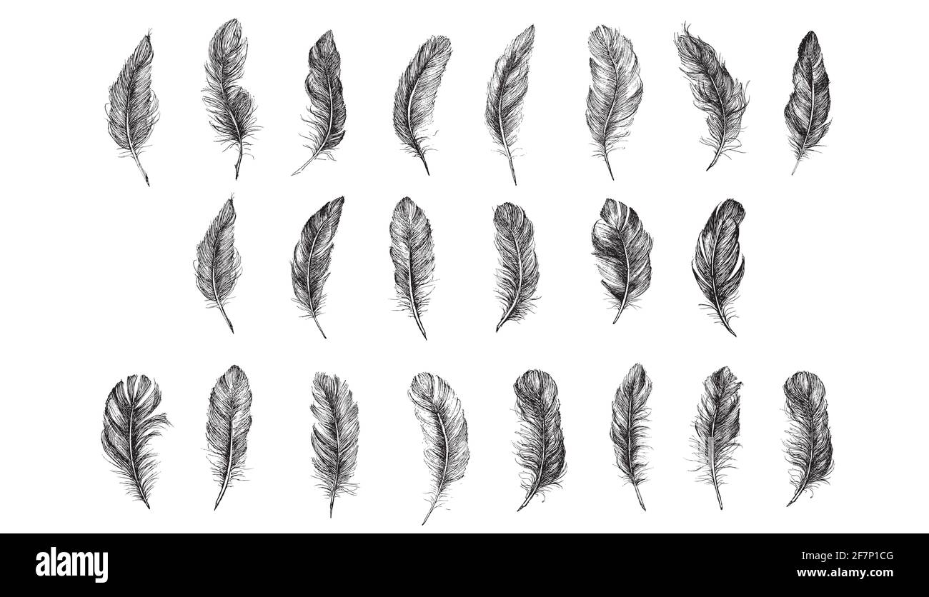 Feather icon set. Hand drawn illustration. Doodle sketch Stock Photo ...