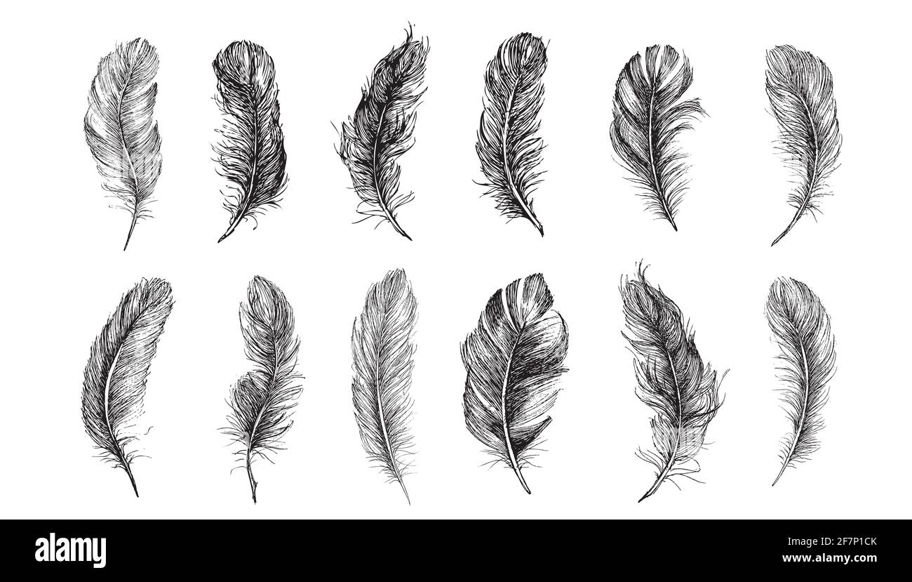 Feather icon set. Hand drawn illustration. Doodle sketch Stock Photo ...