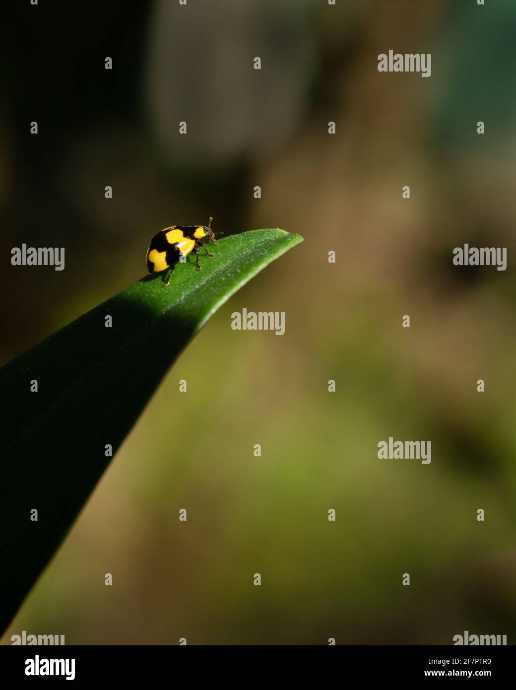 Shiny Yellow ladybug with black spots on its back crawling up the leaf, with out of focus dreamy