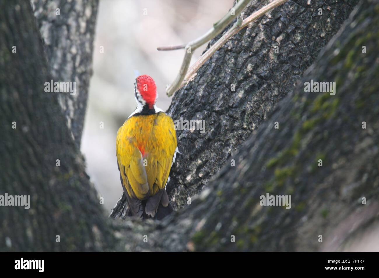 Common Flameback, Dinopium javanense Stock Photo