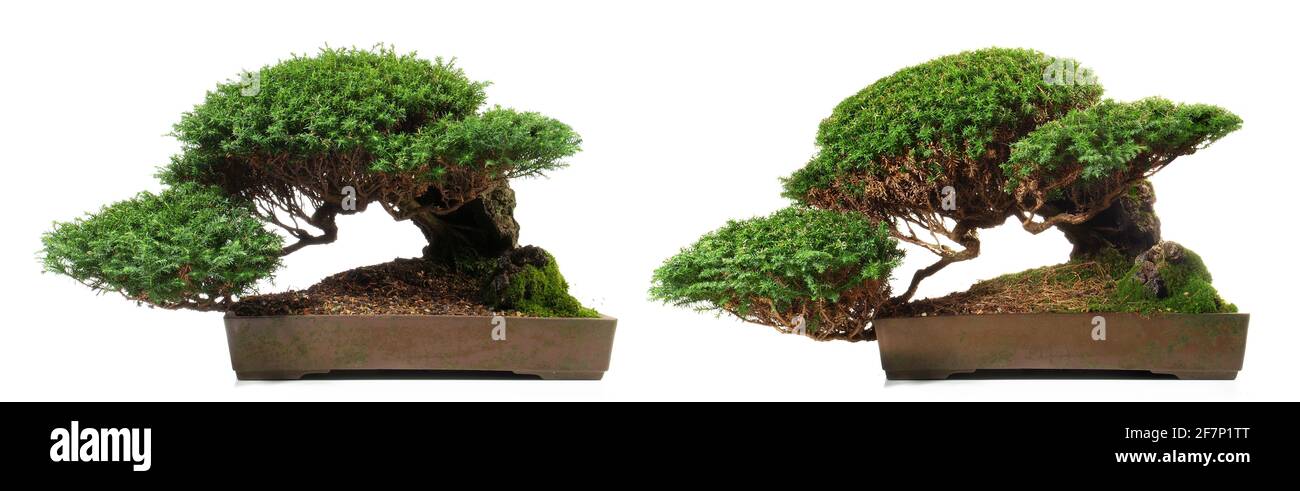 Bonsai Tree Growth In One Year Conifer Bonsai Isolated On White Background Panorama Stock Photo Alamy