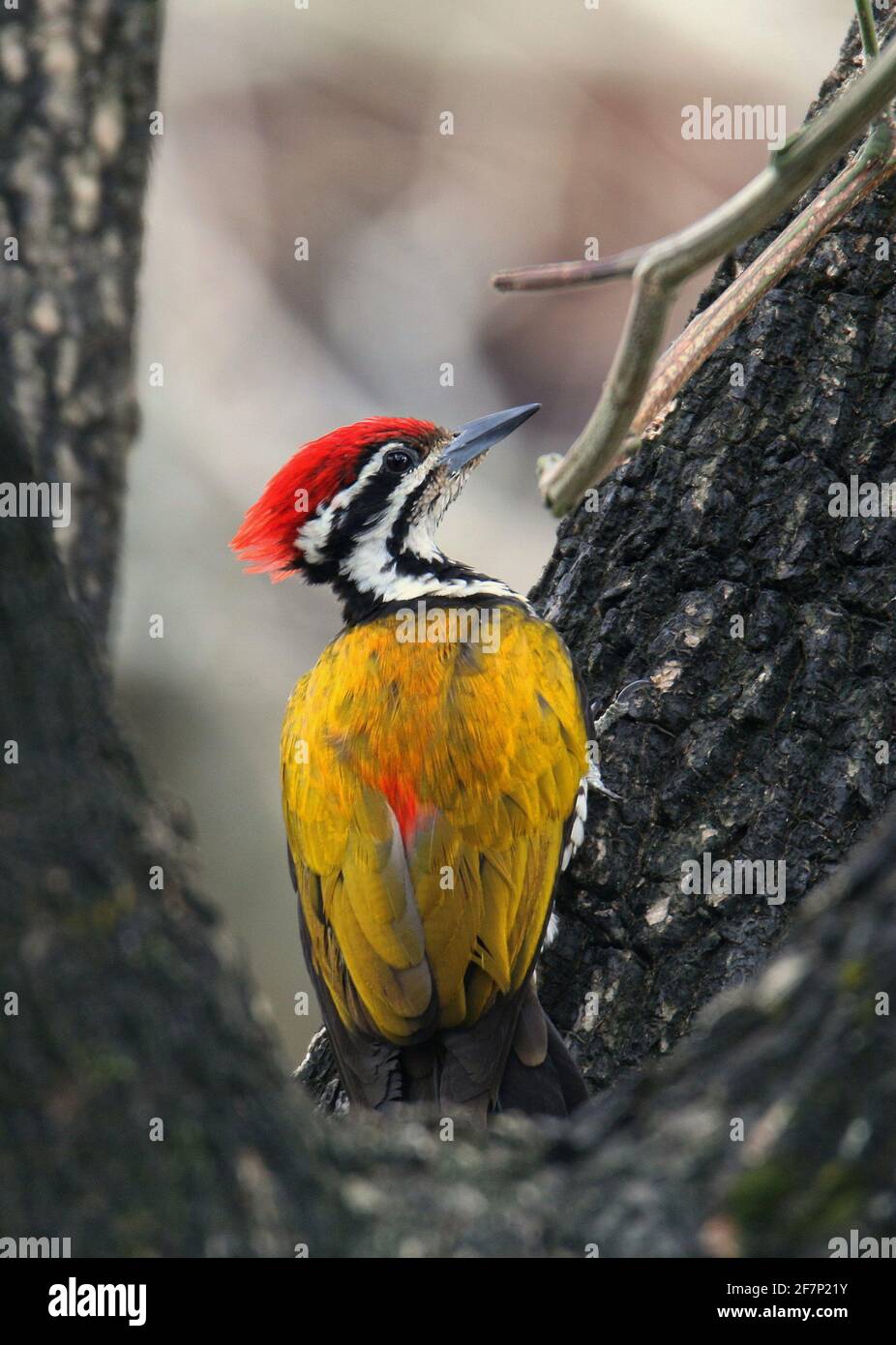 Common Flameback, Dinopium javanense Stock Photo