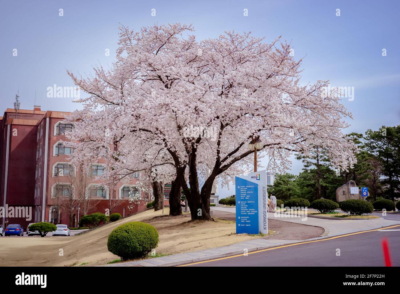 spring time in Kyonggi University, Suwon campus, South Korea Stock ...