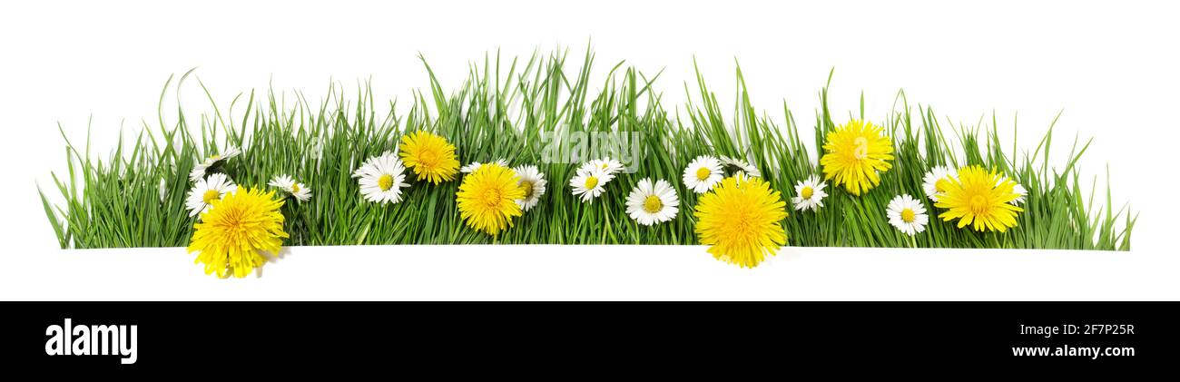 Spring grass with daisy and dandelion flowers isolated on white ...