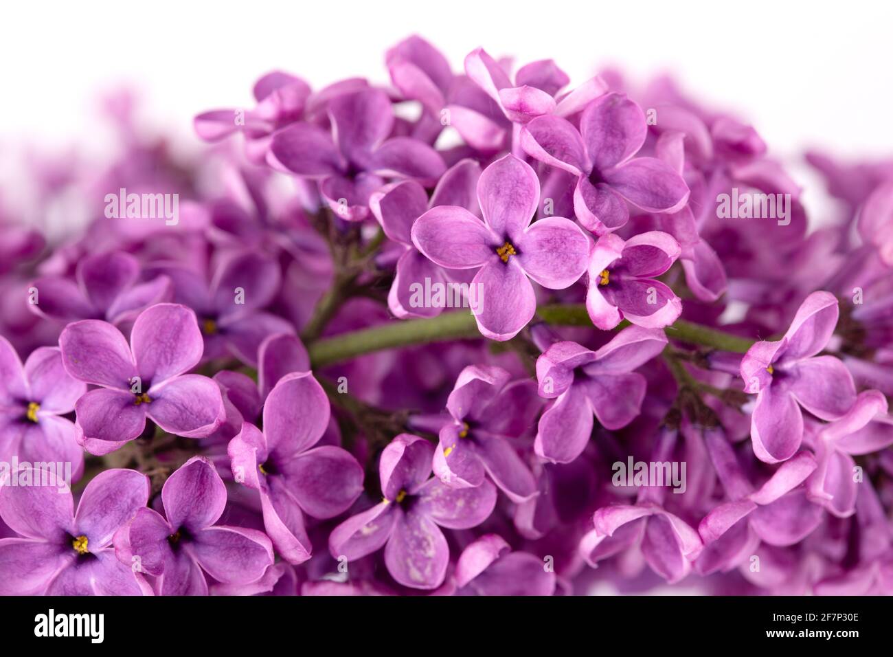 Wallpaper with purple lilac flowers Stock Photo - Alamy