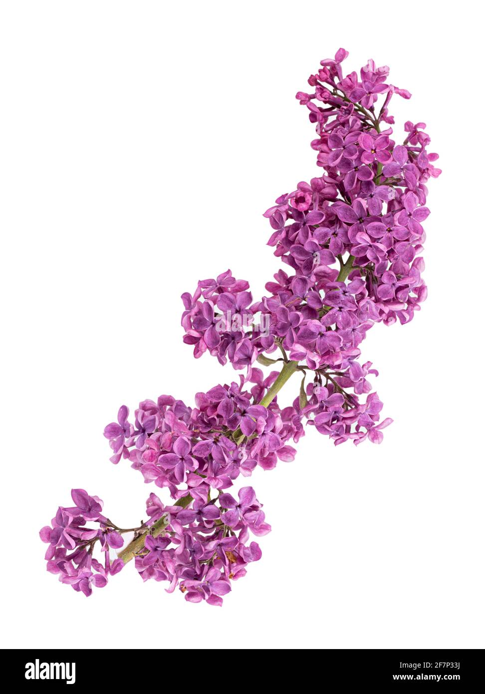 Purple lilac flowers on white background Stock Photo Alamy
