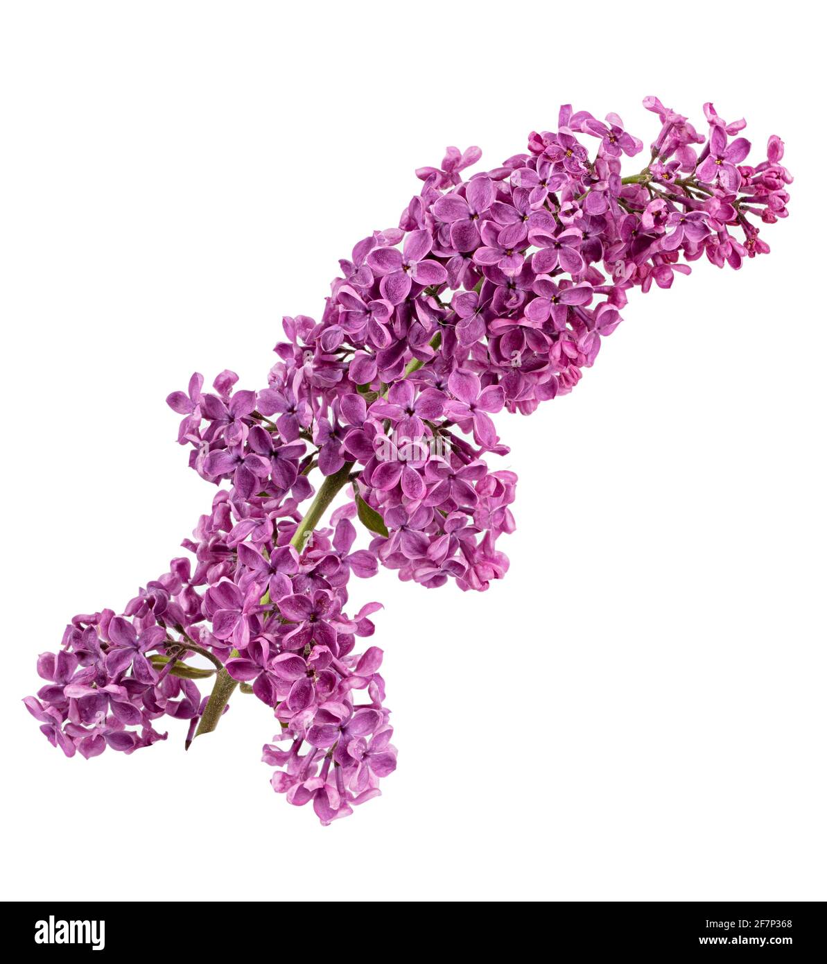 Purple lilac flowers on white background Stock Photo Alamy