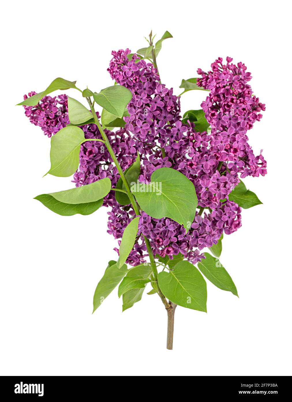 Purple lilac flowers on white background Stock Photo Alamy