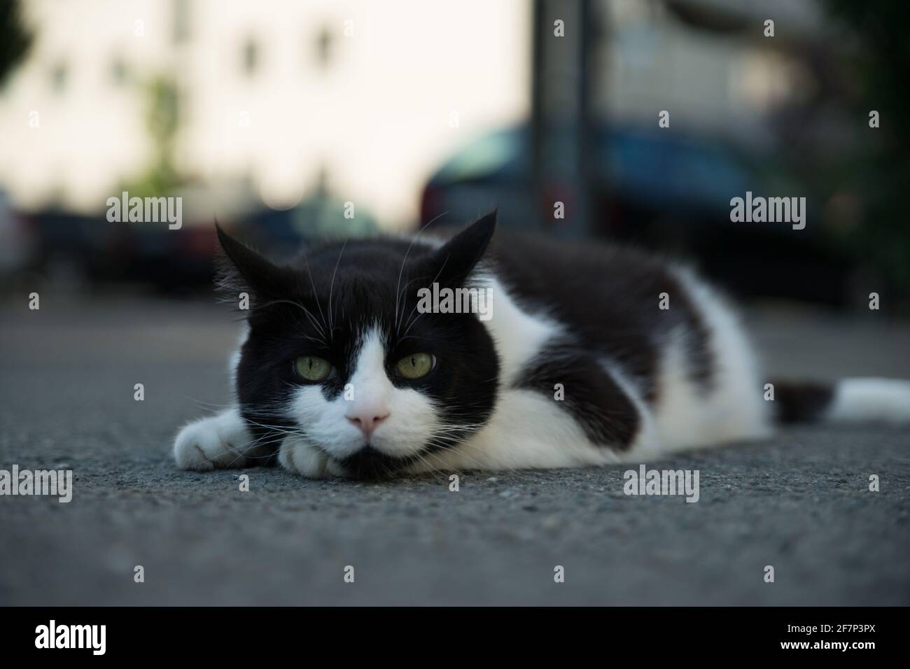 Black and white cat lying in street looking straight at camera Stock ...