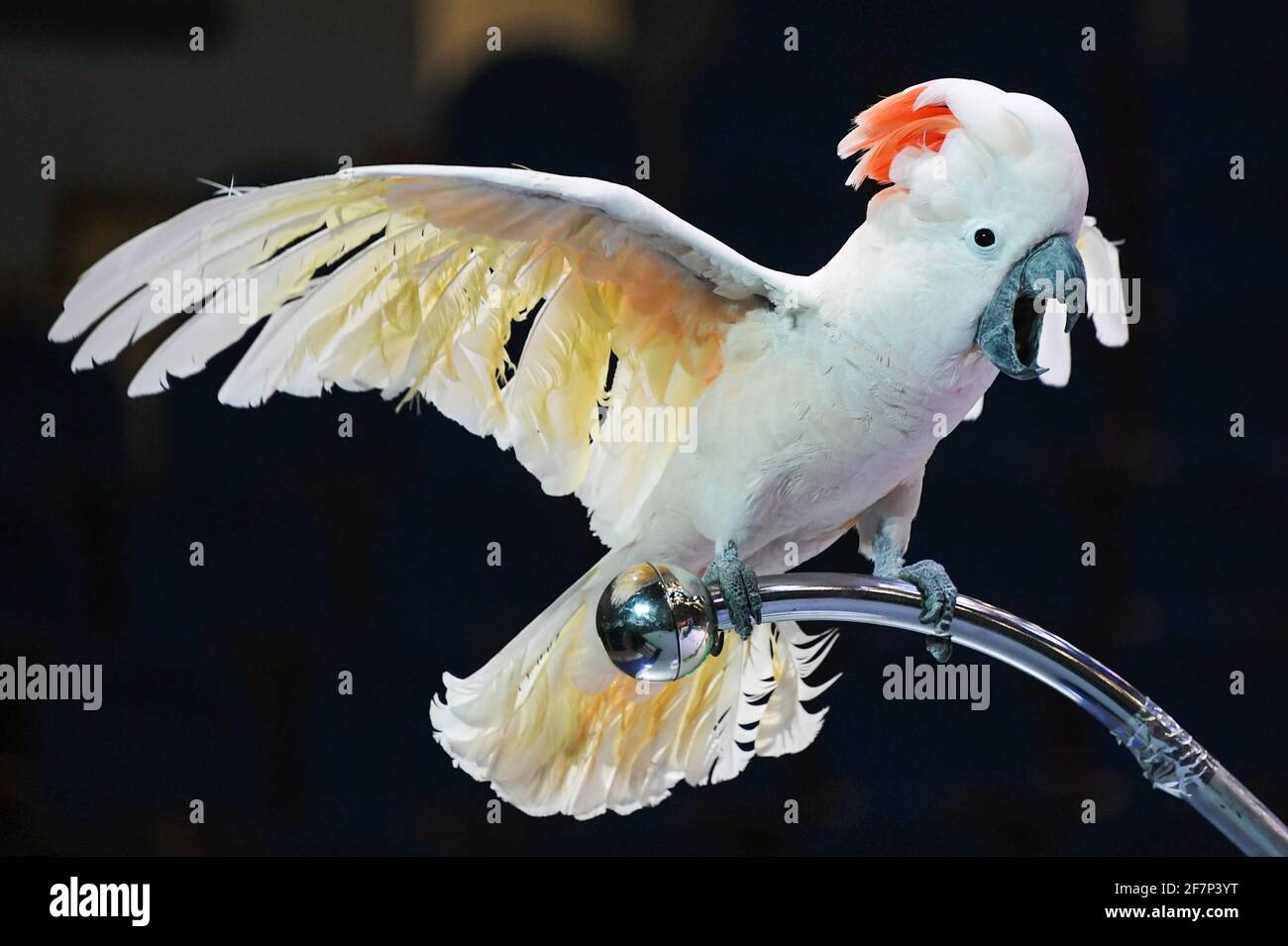 circus parrot bird high resolution stock photography and images alamy