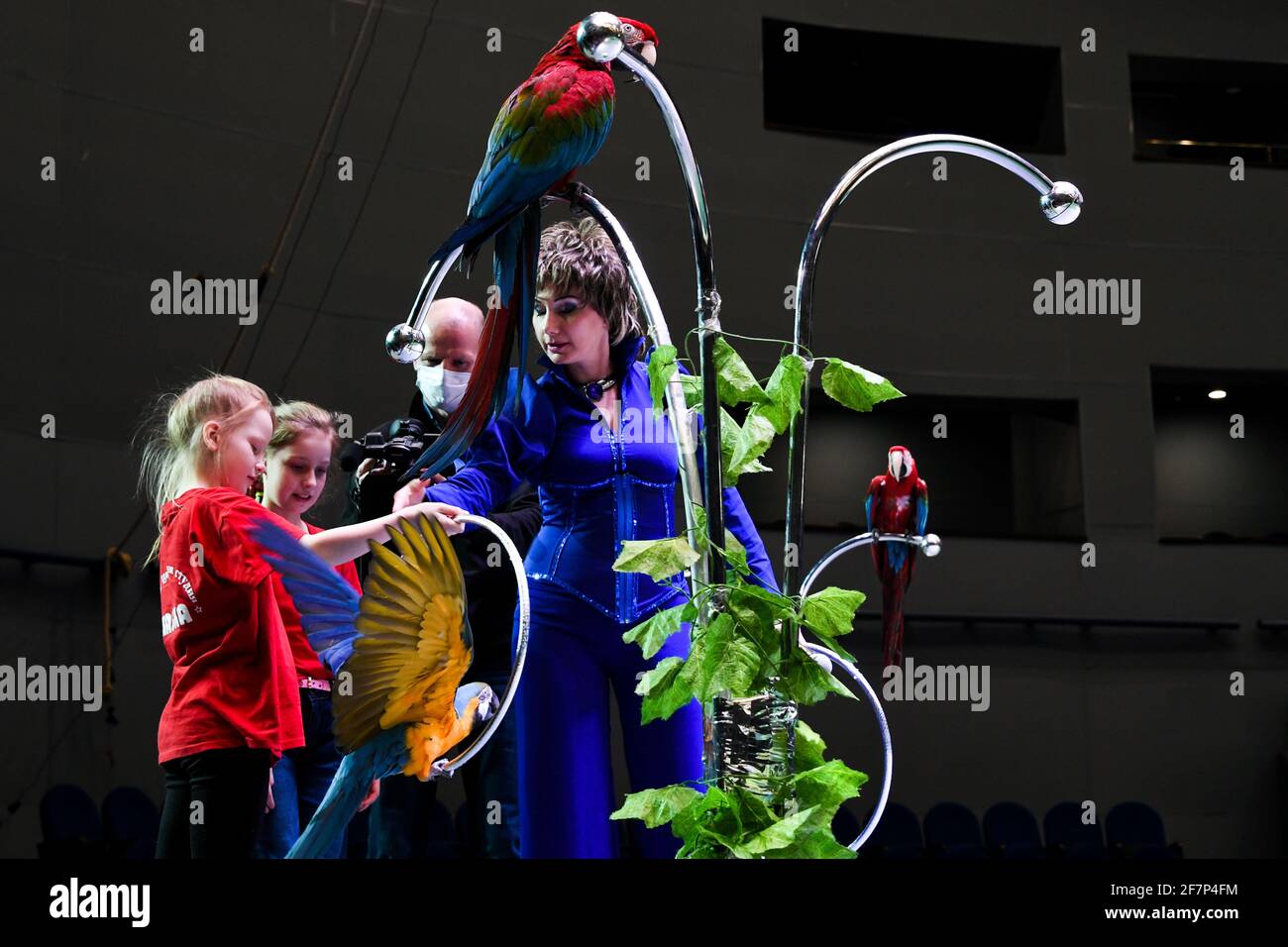 circus parrot bird high resolution stock photography and images alamy circus parrot bird high resolution stock photography and images alamy