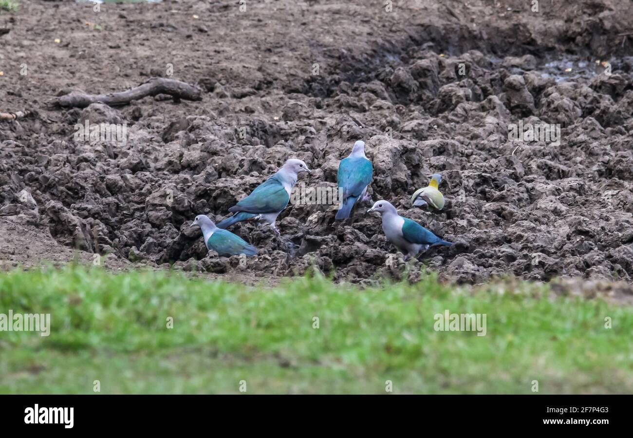 Fauna of india hi-res stock photography and images - Alamy
