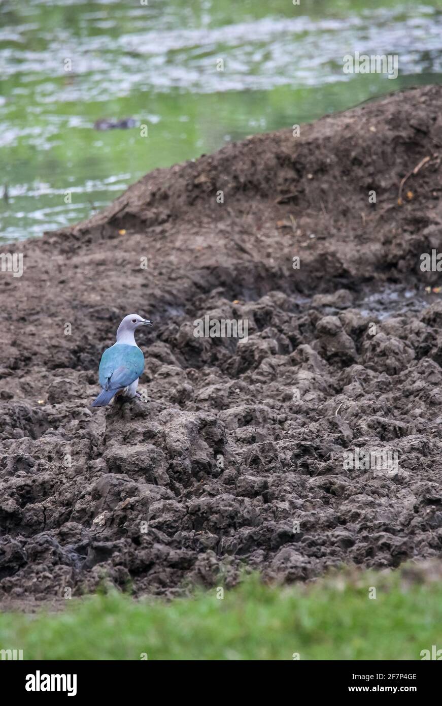 Fauna of india hi-res stock photography and images - Alamy