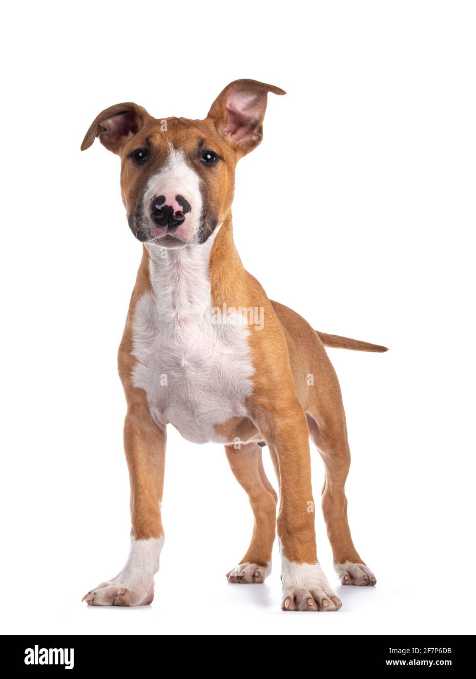 Brown and white bull terrier hi-res stock photography images Alamy