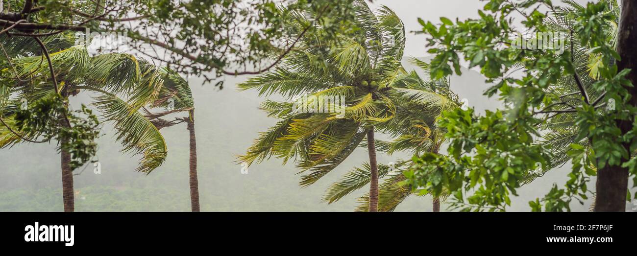 Tropical Rin Tropical storm, heavy rain and high winds in tropical climates BANNER ...