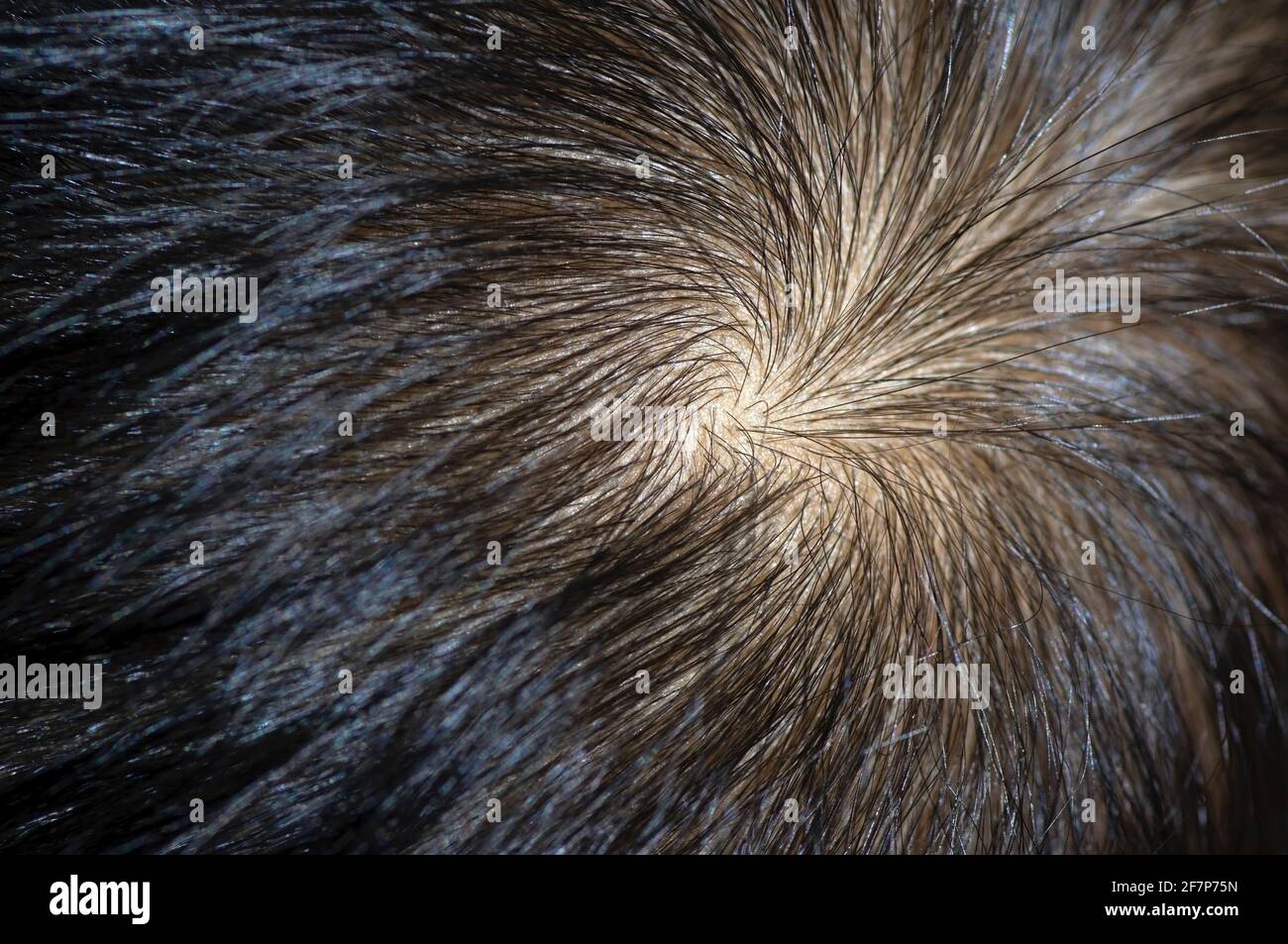 A hair whorl, a circular direction around center point on the human head, selected focus Stock Photo