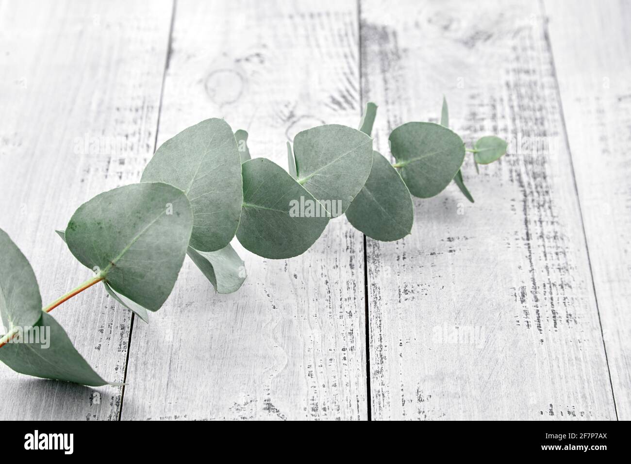 Eucalyptus flower background hi-res stock photography and images - Alamy
