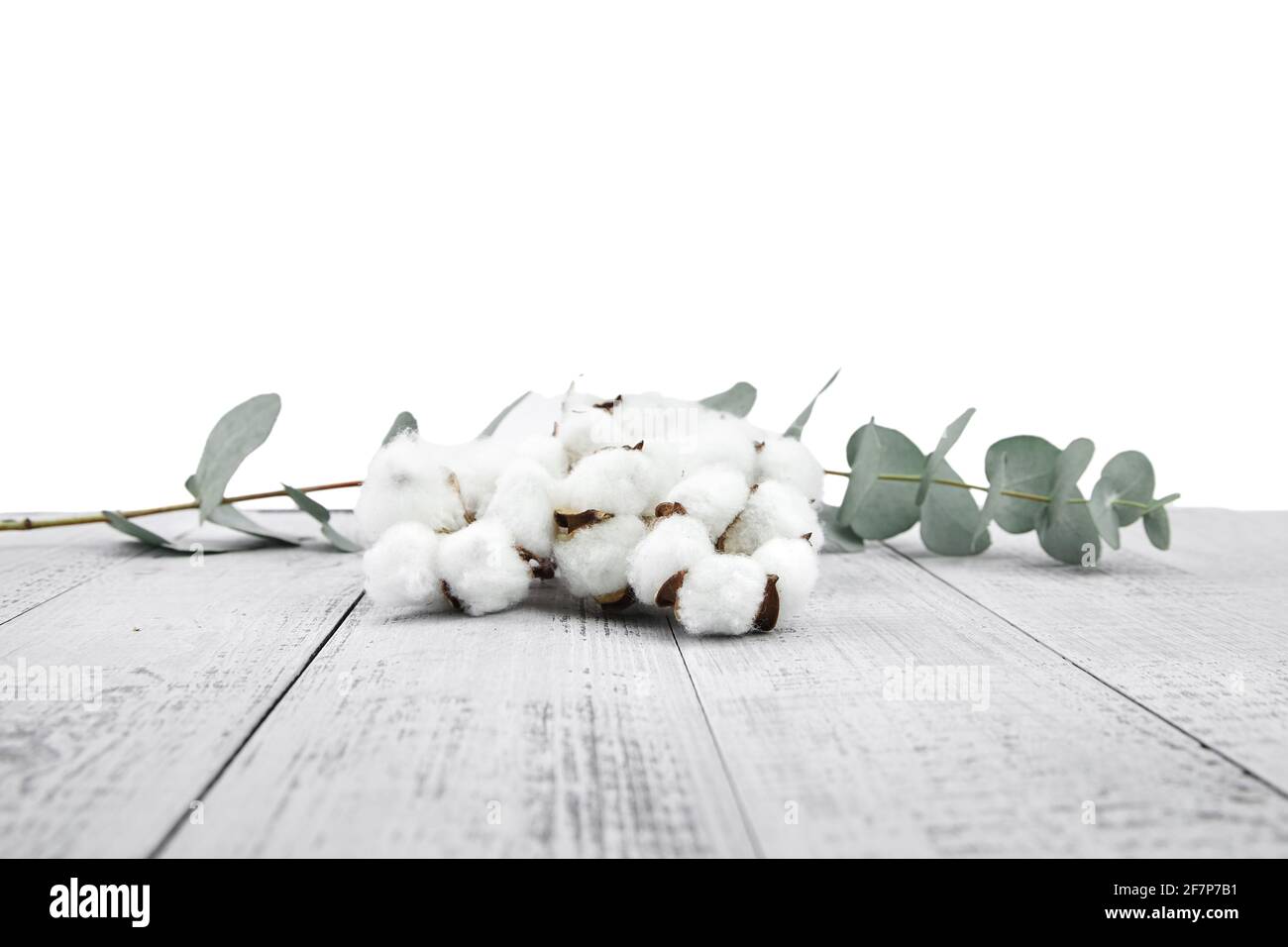 White eucalyptus flower hi-res stock photography and images - Alamy