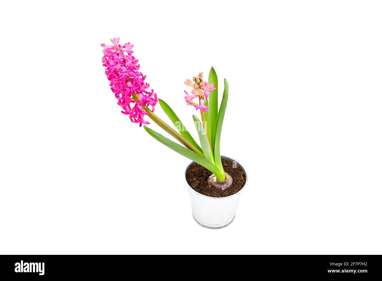 Hyacinth flower in tin pot isolated white background. Spring magenta flower, potted plant Stock Photo