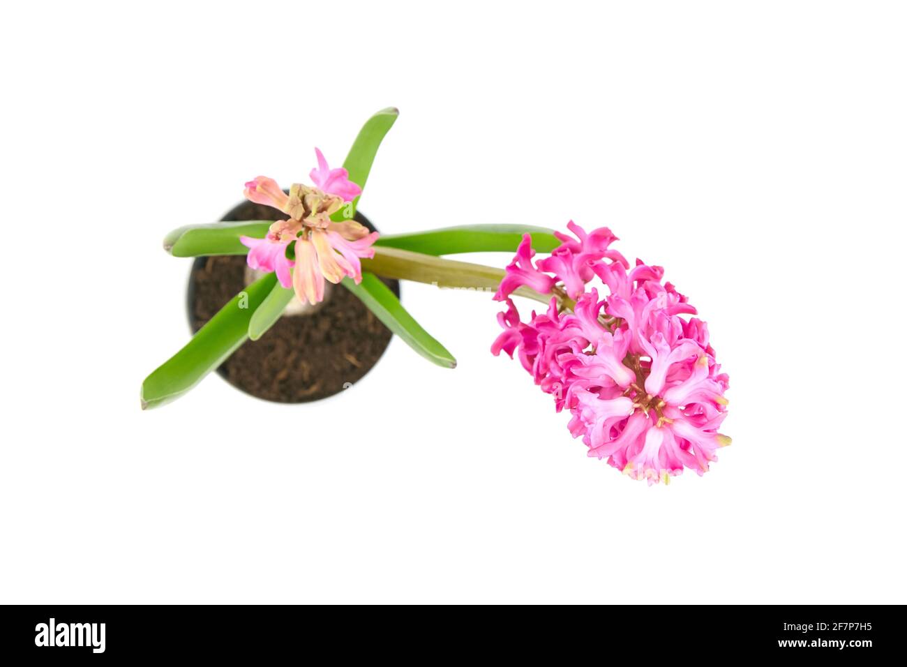 Hyacinth flower in tin pot isolated white background, top view. Spring magenta flower, potted plant Stock Photo