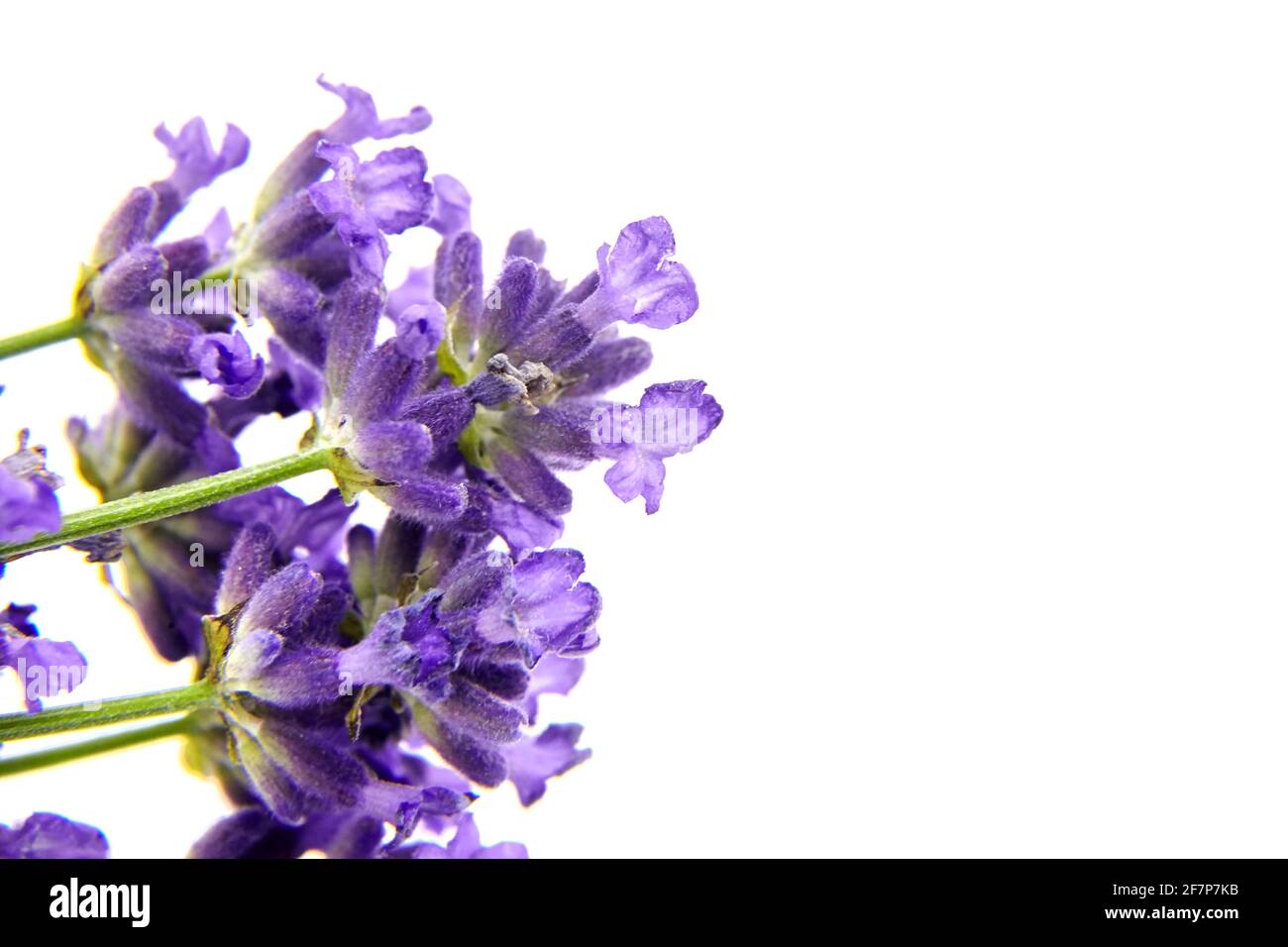 Lavender flowers isolated on white background. Fresh lavender herb plant closeup Stock Photo