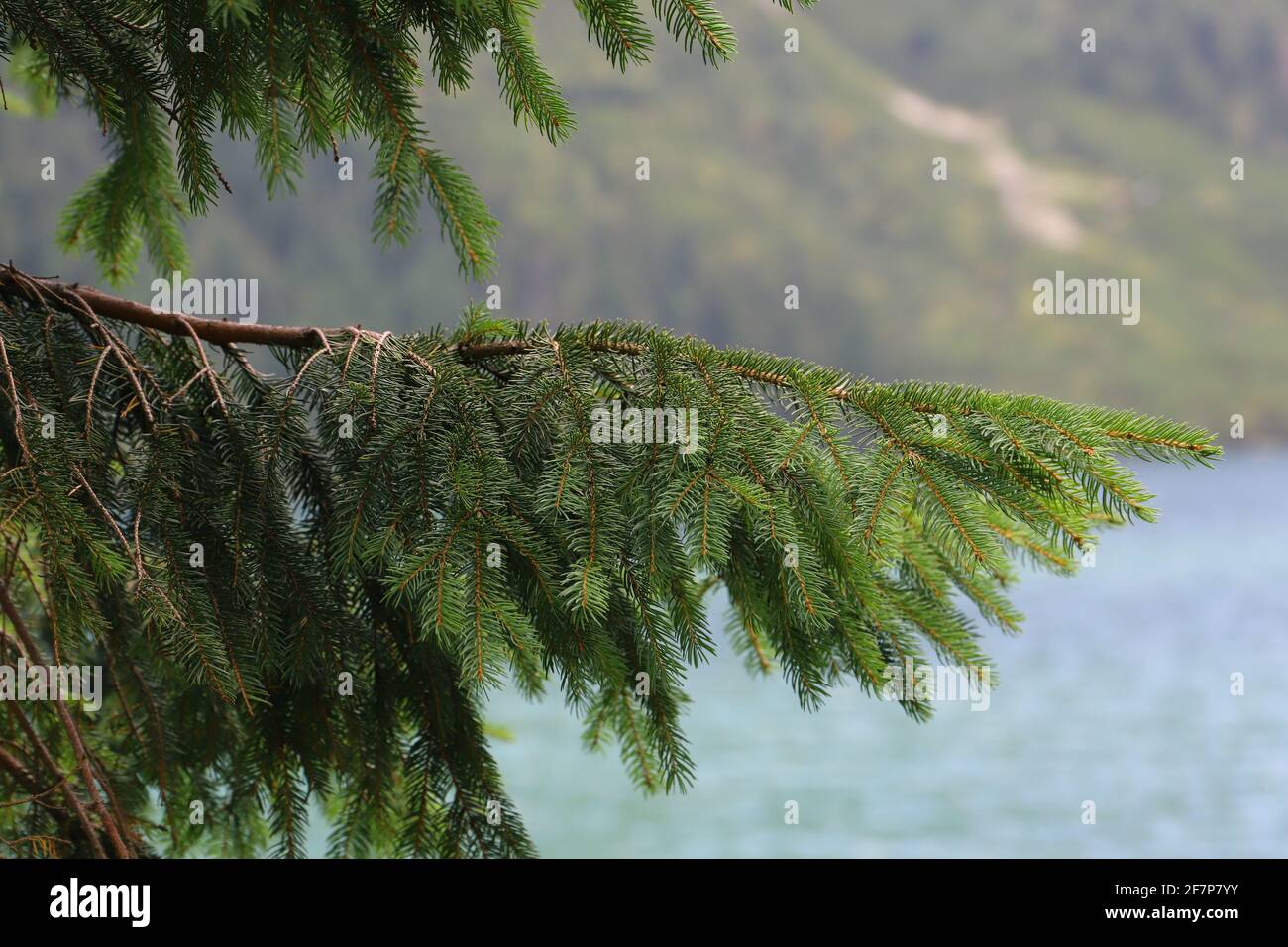 A branch of evergreen coniferous tree over the water near the Morskie Oko lake in the Tatra National Park, Poland Stock Photo