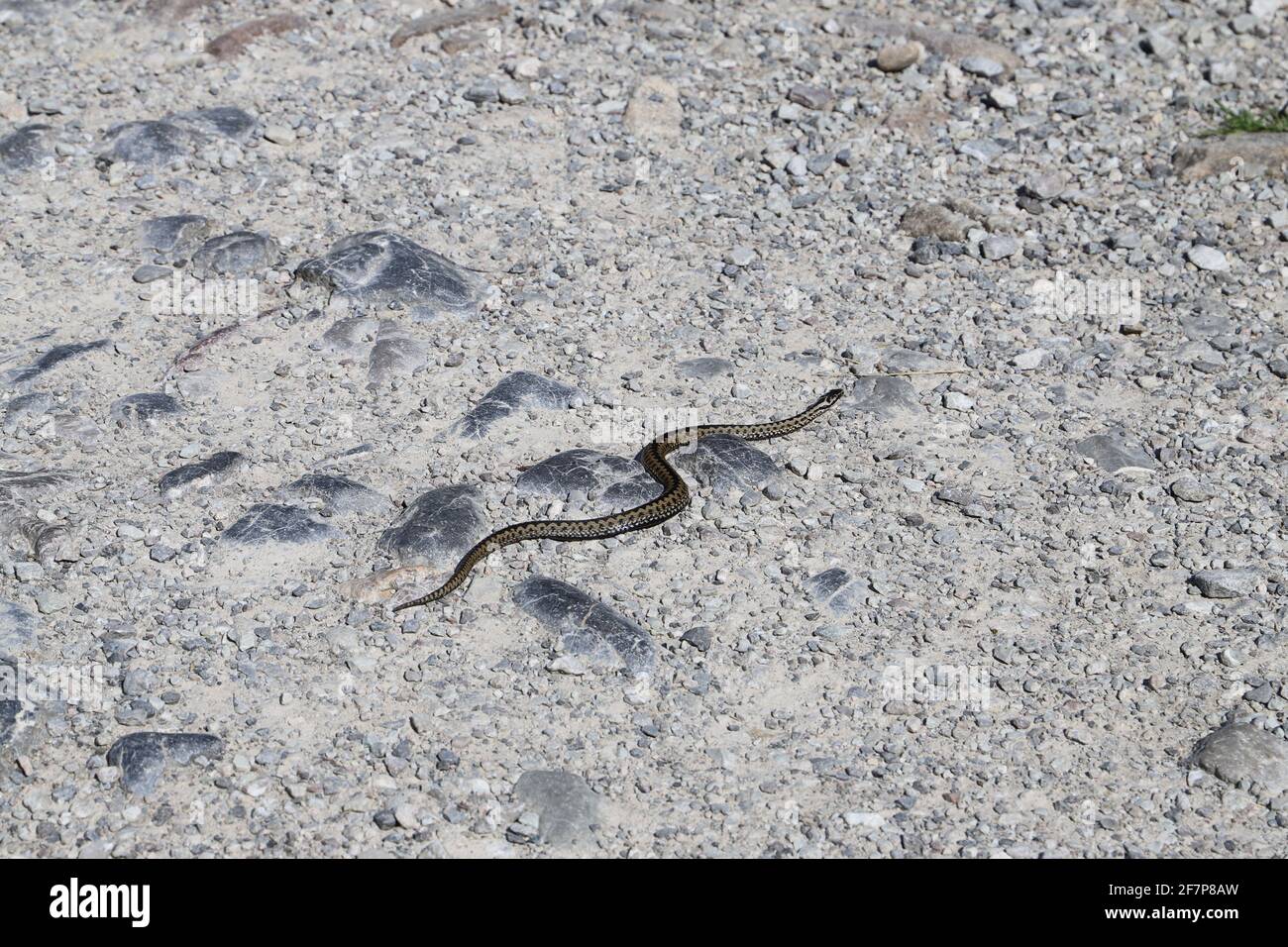 A gray snake on the hiking trail in the Koscieliska valley in the Western Tatras. Animals of the Tatra National Park, Poland Stock Photo