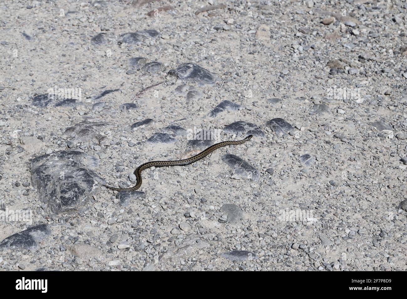A snake on the hiking trail in the Koscieliska valley in the Western Tatras. Animals of the Tatra National Park, Poland Stock Photo