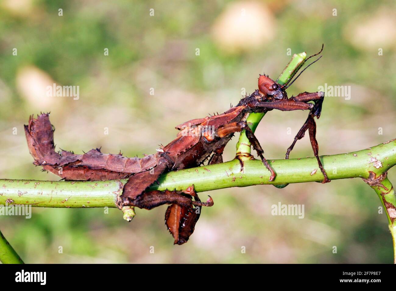 Giant Prickly Stick Insect, Macleay's Spectre (Extatosoma tiaratum), on