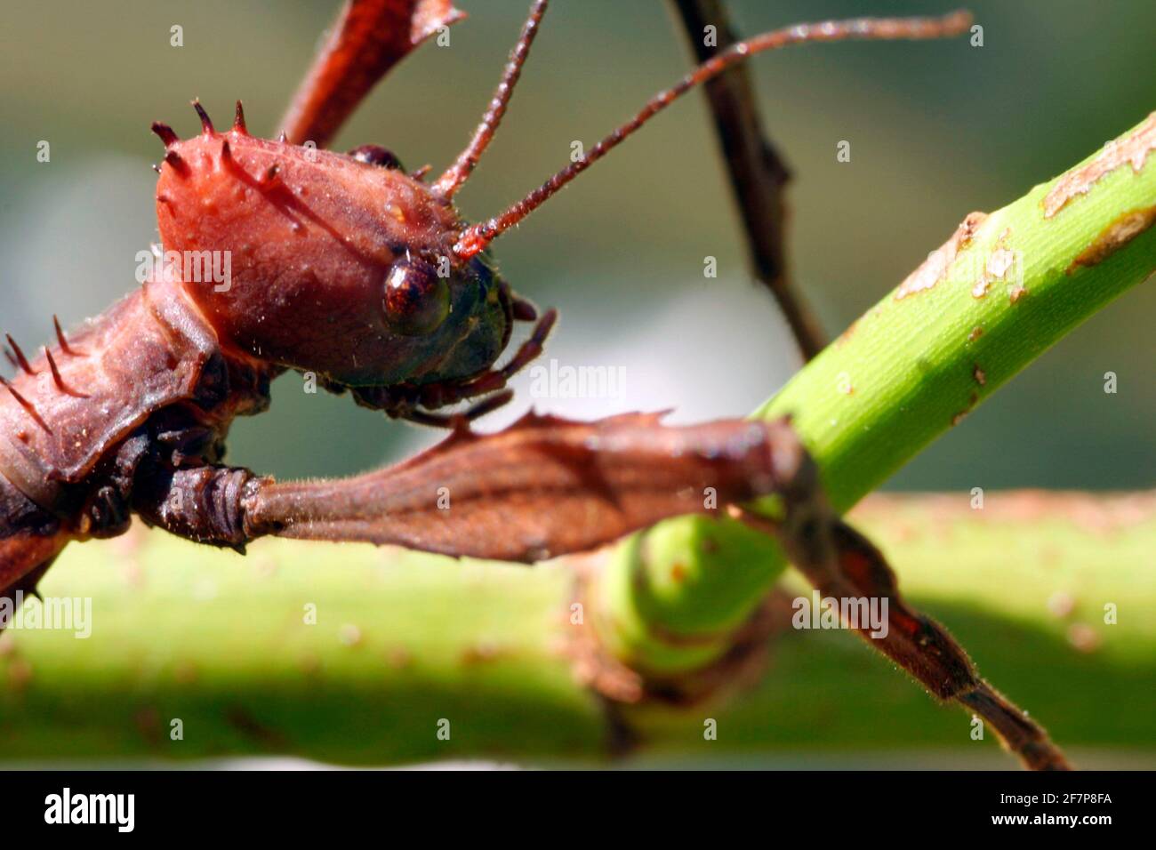 Giant Prickly Stick Insect, Macleay's Spectre (Extatosoma tiaratum