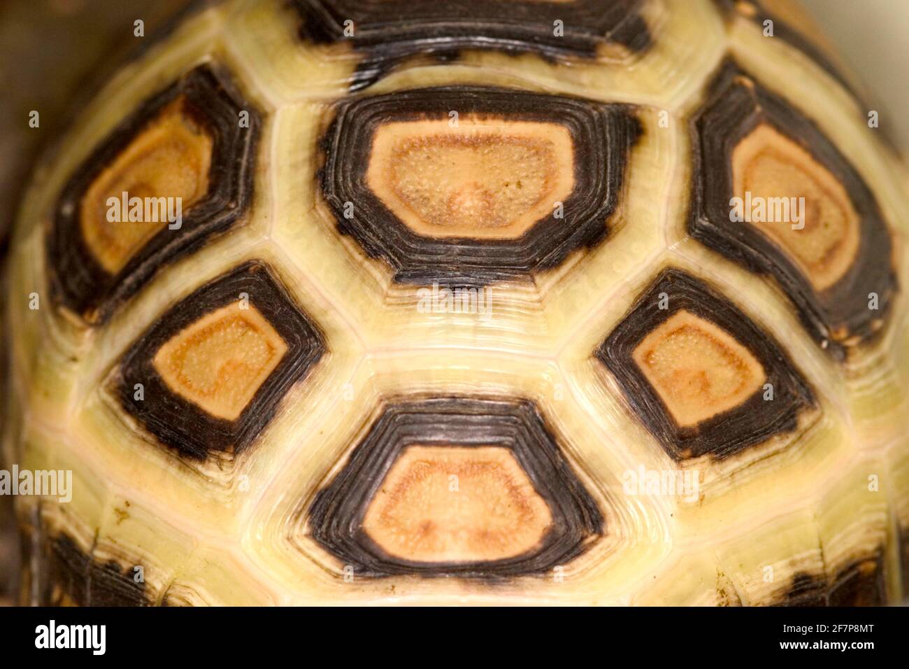 Turtle shell top view hi-res stock photography and images - Alamy