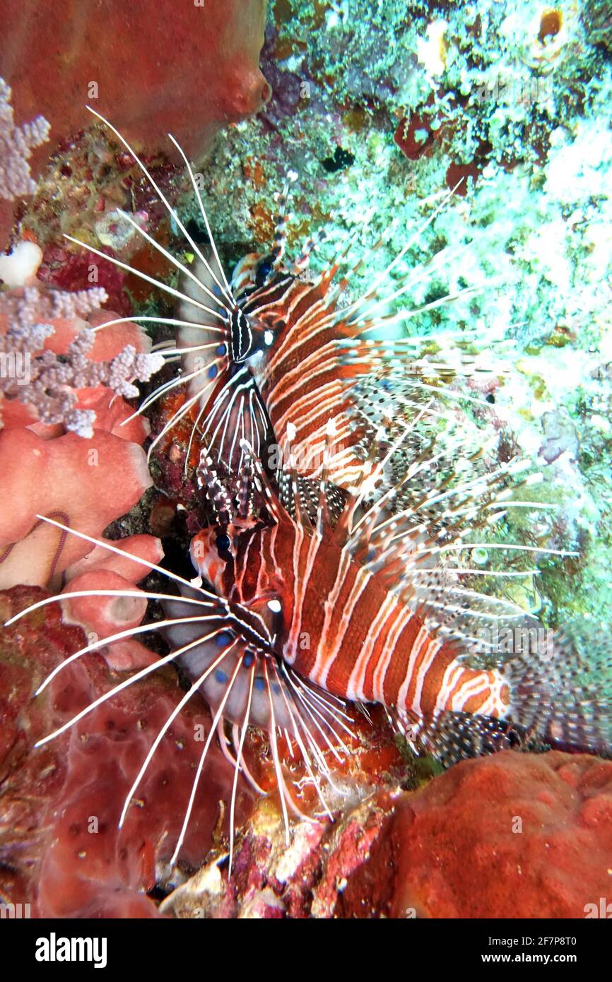spotfin lionfish, broadbarred firefish (Pterois antennata), two spotfin lionfishes at a coral reef, Indonesia, Moluccas Stock Photo
