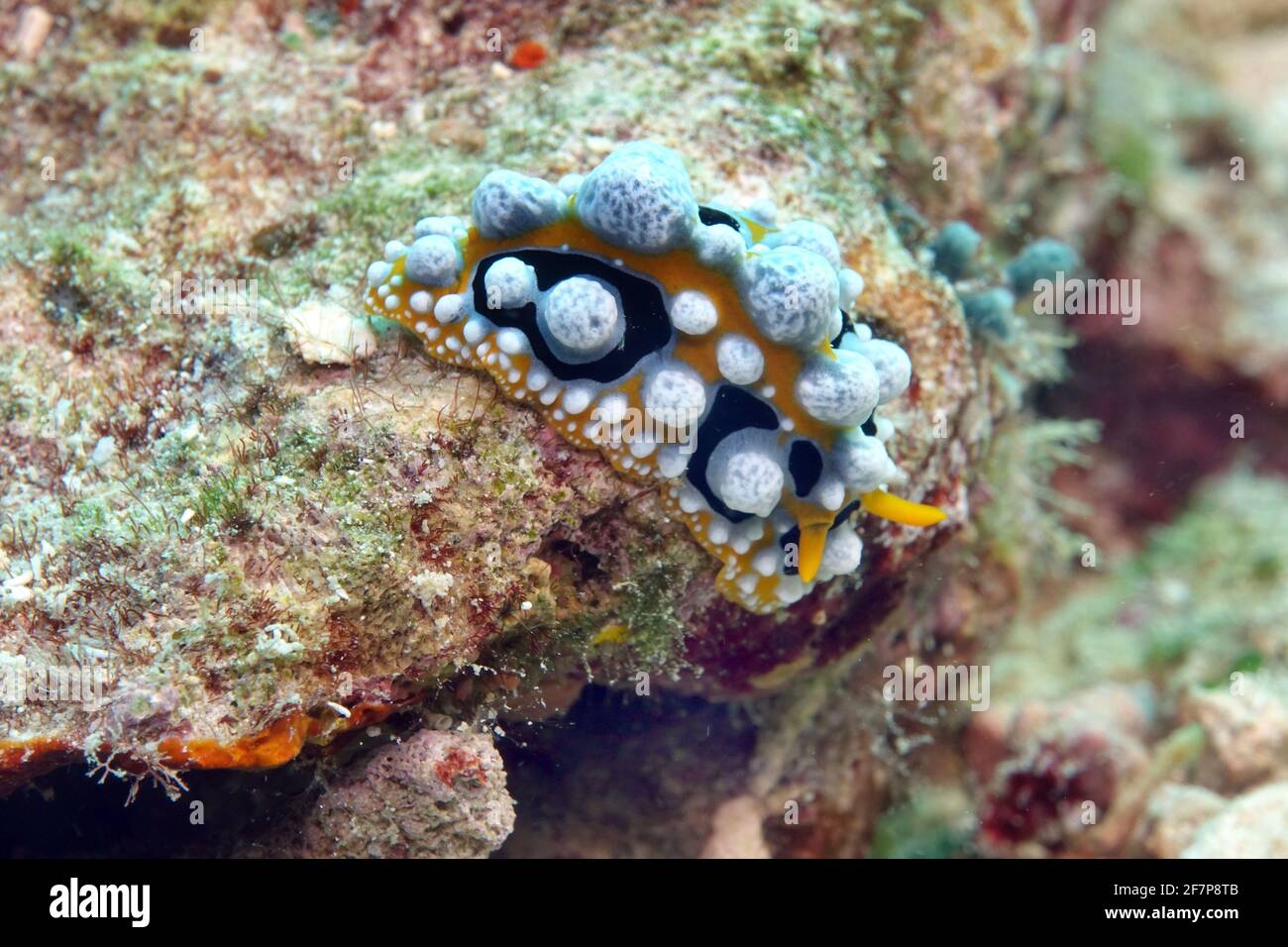 Ocellated Phyllidia (Phyllidia ocellata), at a coral reef, Indonesia, Moluccas, Towali Island Stock Photo