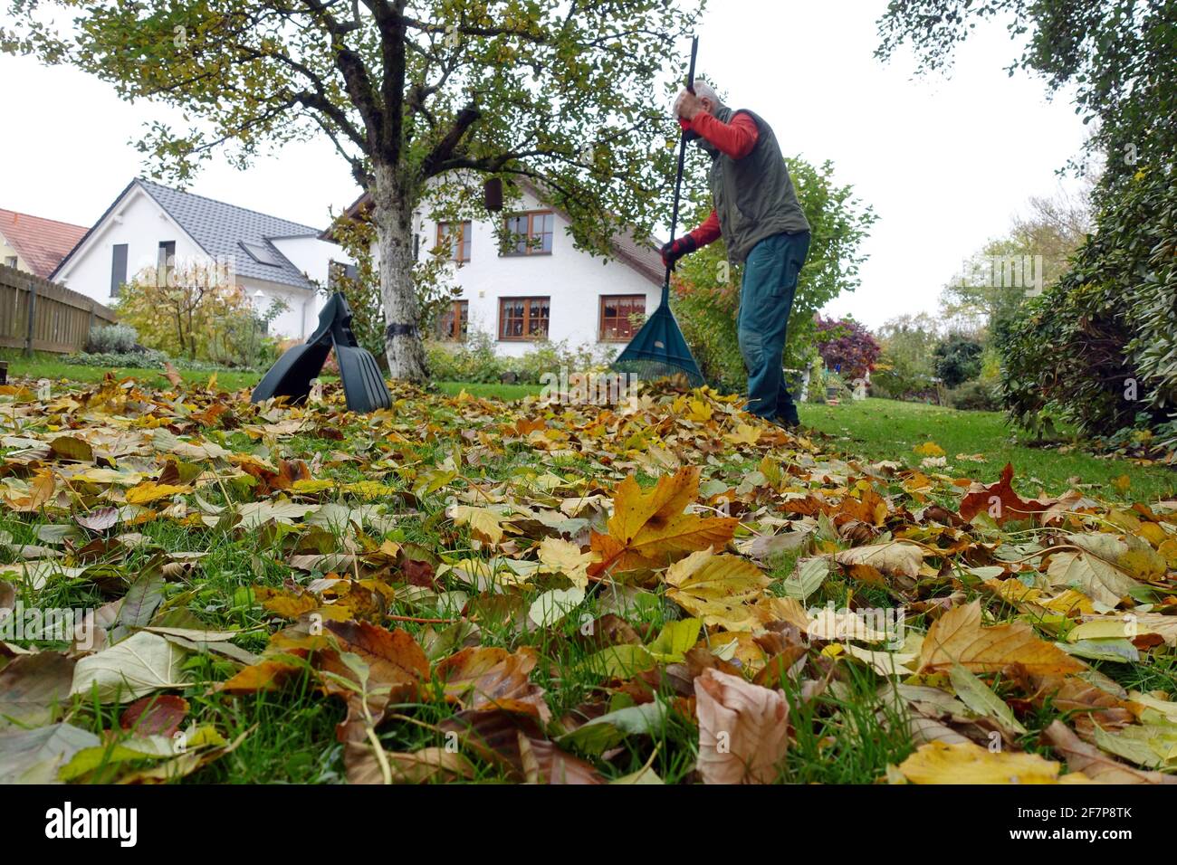 man removing autumn leaves from the lawn in front of a country-style detached house , Germany Stock Photo