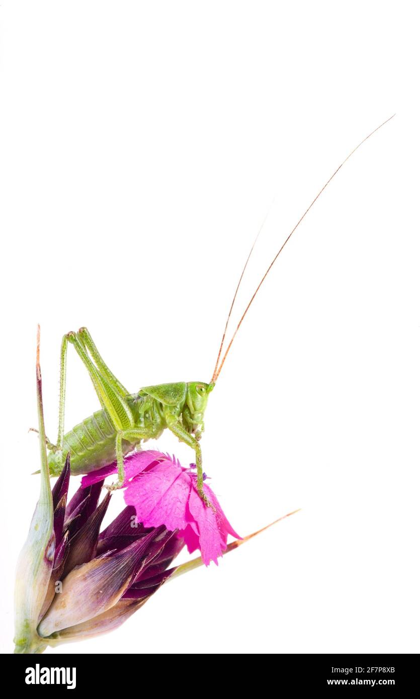 Speckled bushcricket, Speckled bush-cricket (Leptophyes punctatissima), sits on a pink flower Stock Photo
