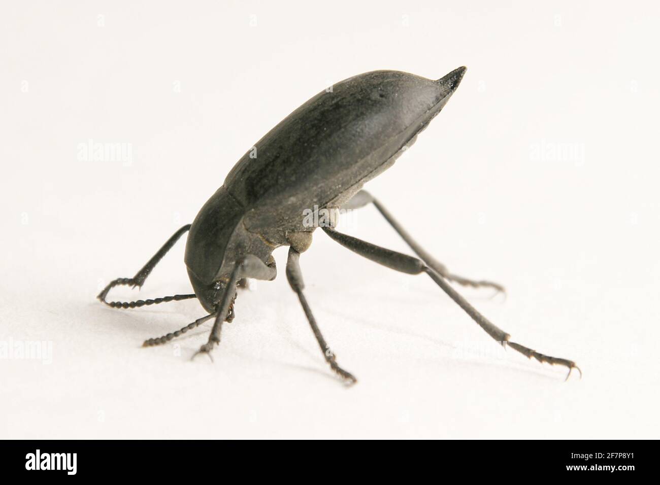 giant churchyard beetle, giant cellar beetle (Blaps mortisaga), stands on its head, cut-out Stock Photo