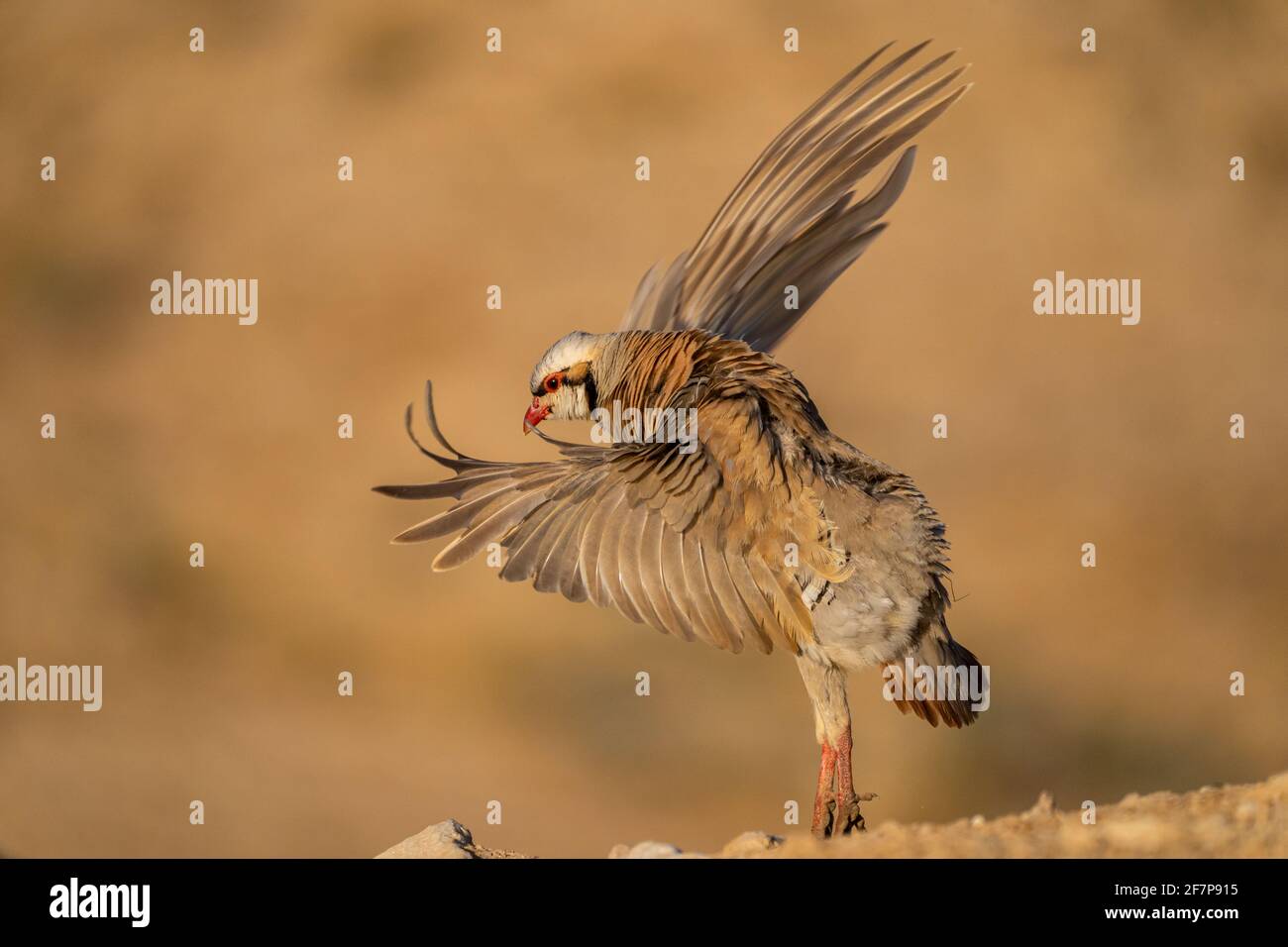 Chukar Partridge or Chukar (Alectoris chukar) shrugging its wings.  Photographed in Israel, Near a water pool Negev desert. a Palearctic upland  gamebi Stock Photo - Alamy