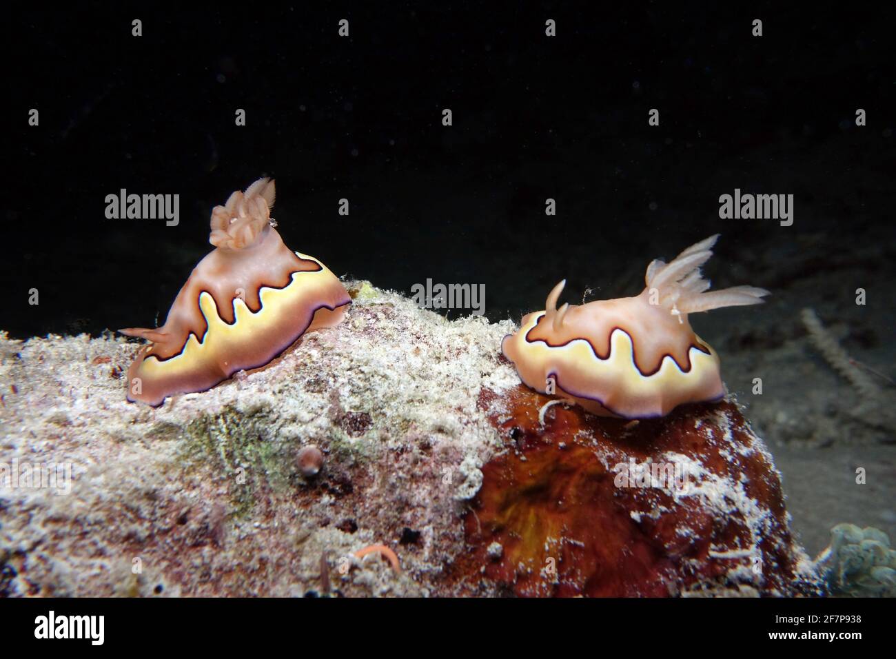 Co's Chromodoris   (Goniobranchus Koi), two Co's Chromodoris at a coral reef, Indonesia, Moluccas Stock Photo
