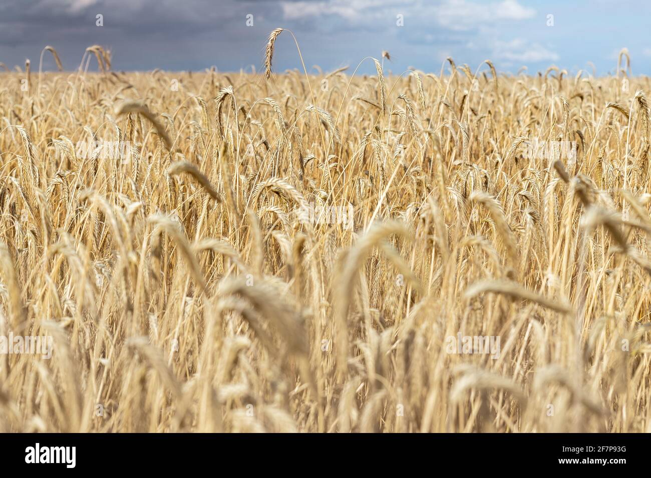 Scenic dramatic landscape of ripe golden organic wheat stalk field against dark stormy rainy overcast cloudy sky. Cereal crop harvest growth Stock Photo