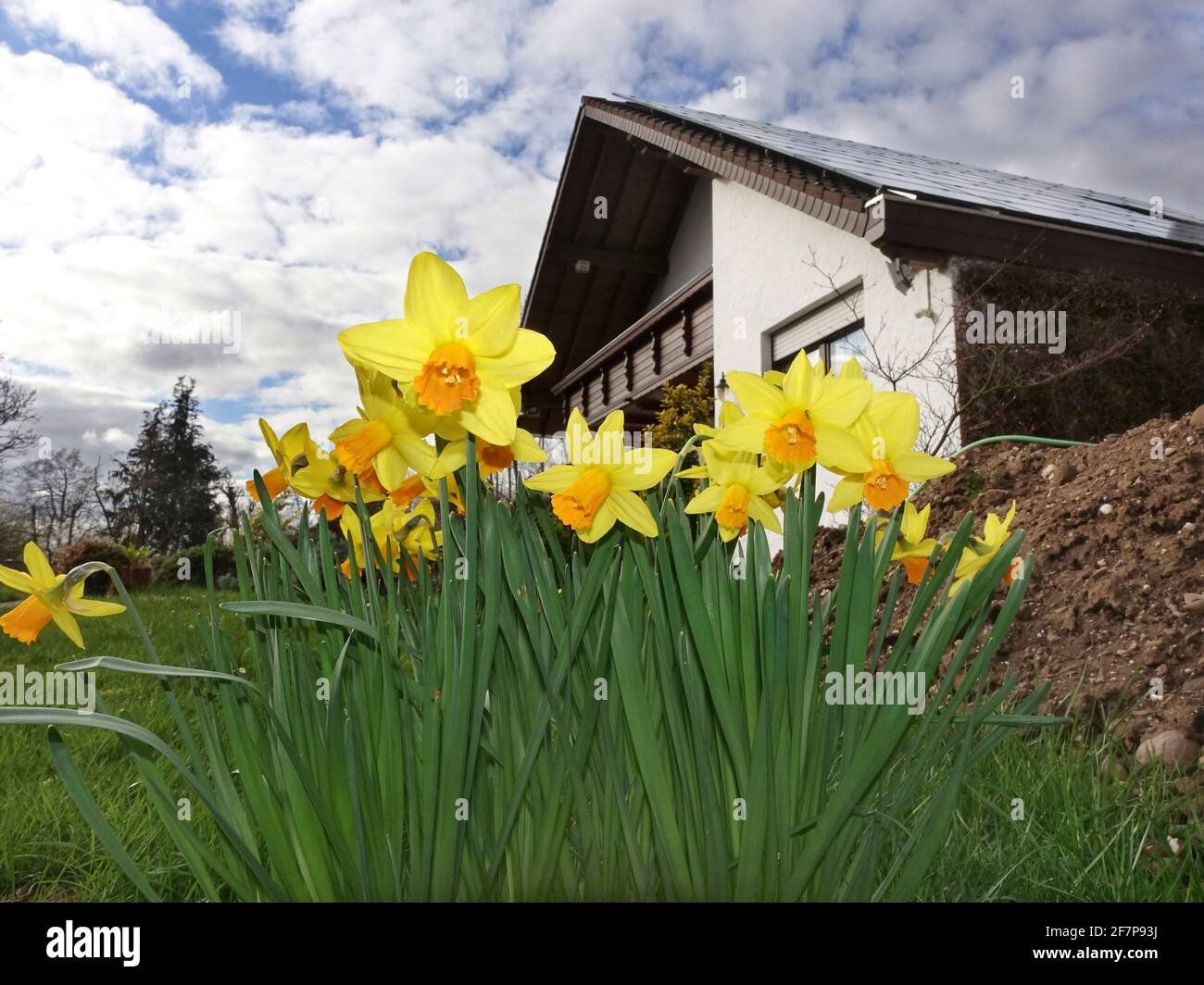 daffodil (Narcissus spec.), daffodils in the garden of a single-family home, Germany Stock Photo