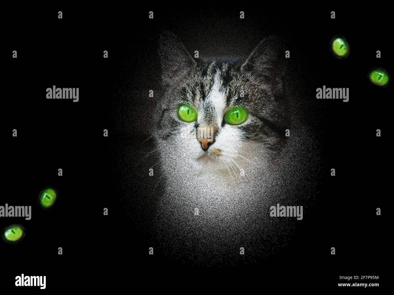 domestic cat, house cat (Felis silvestris f. catus), portrait, computer-altered Stock Photo